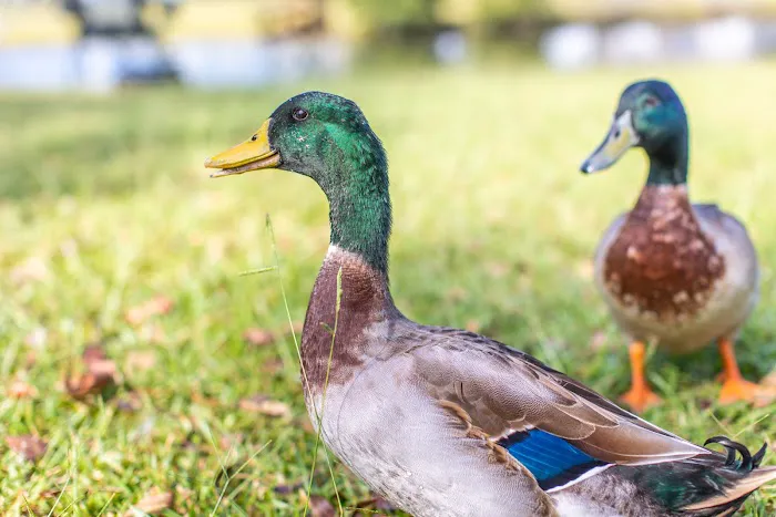 Brunswick Beaches Campground Picture 9