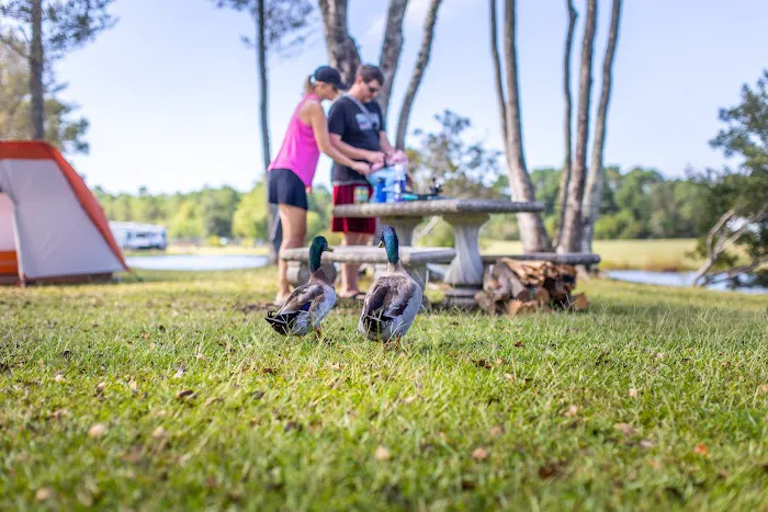 Brunswick Beaches Campground Picture 5