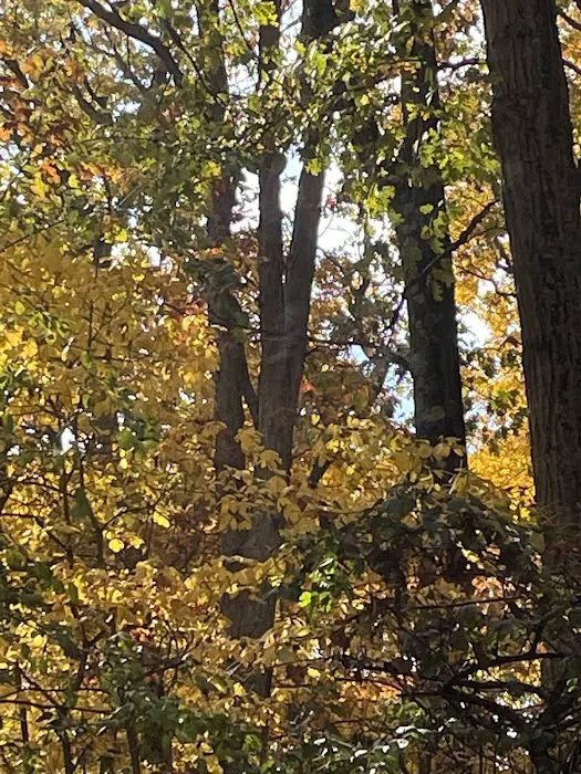 Hayes State Park Campground-East Loop Picture 10