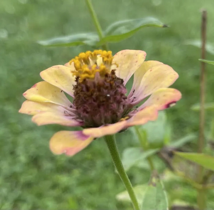 Cherry Lane Nudist Resort Picture 2