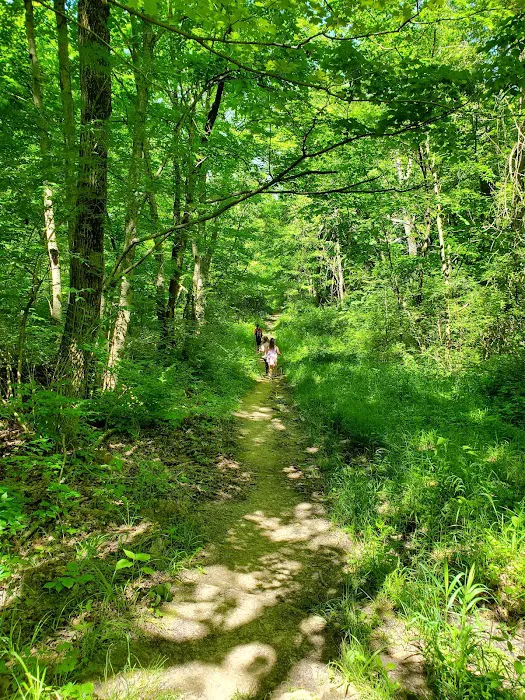 Fifty Springs Group Campground Picture 9