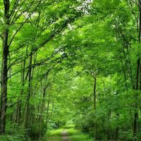 Buckeye Way Group Camp ico