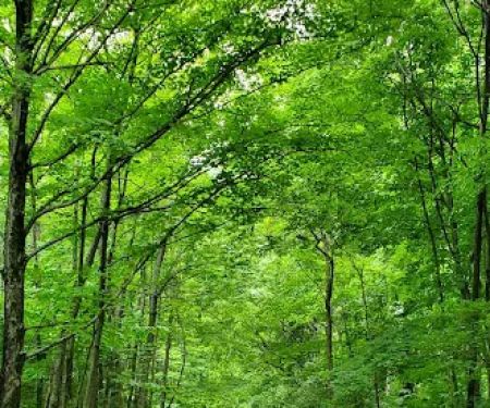 Buckeye Way Group Camp