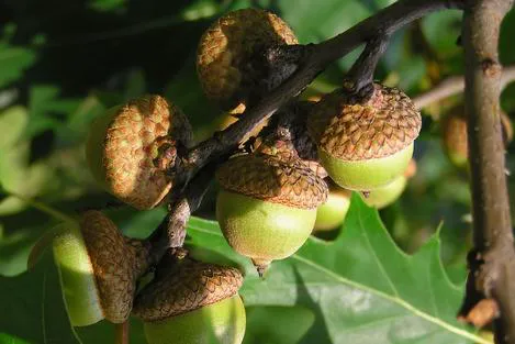 Frontier Campground Picture 6