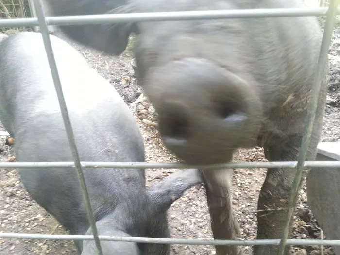 Camp Mac Polk Grove Church Picture 2