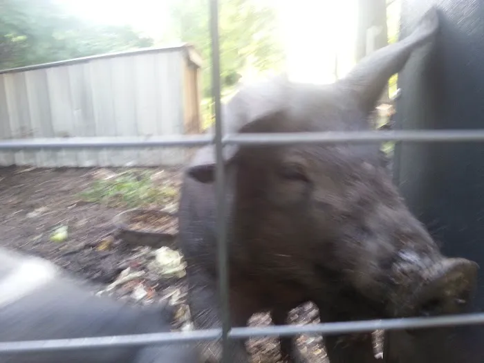 Camp Mac Polk Grove Church Picture 3