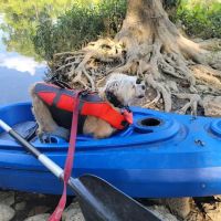 Thaxton’s Canoe Trails and Paddlers’ Inn ico