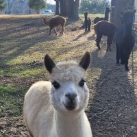 Laurel Bend ico