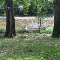 Todds Fork Adventures ico