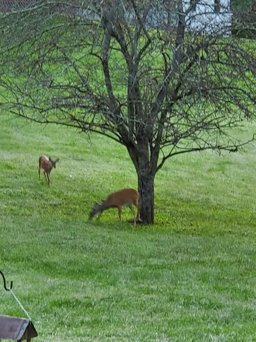 Buffalo Camp & RV Park Picture 4