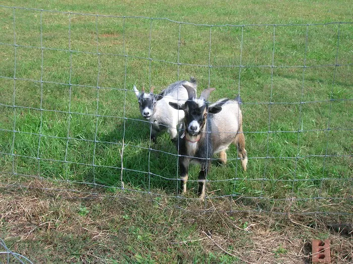 Spacious Skies Campgrounds - Peach Haven Picture 5