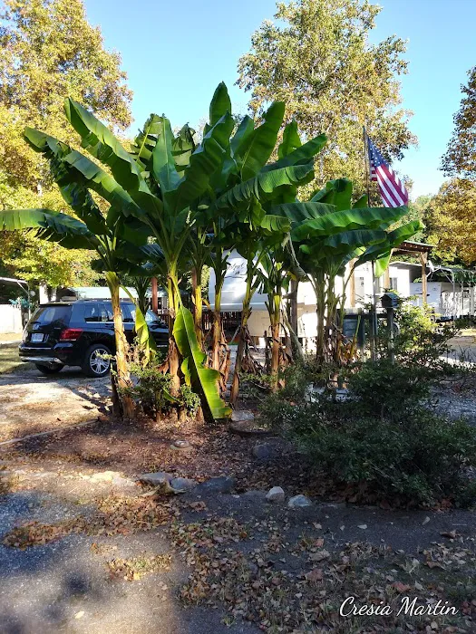 Paddy Creek Campground Picture 6