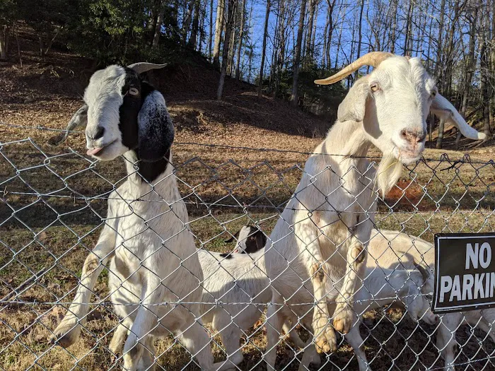 Paddy Creek Campground Picture 2
