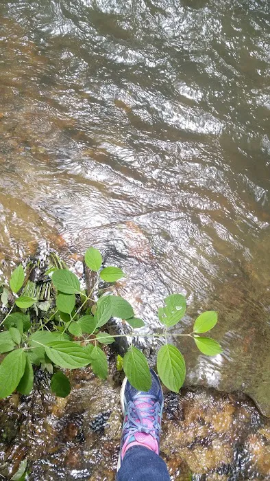 Ldma Vein Mountain, NC Picture 2