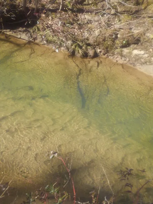 Ldma Vein Mountain, NC Picture 3