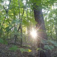 Ldma Vein Mountain, NC ico