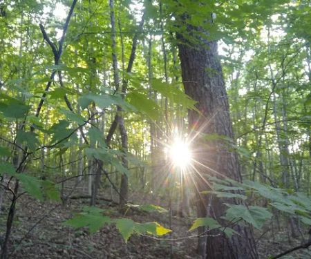 Ldma Vein Mountain, NC