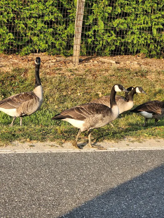 Vein Mountain Gold Camp & Carolina Emerald Mine Picture 7