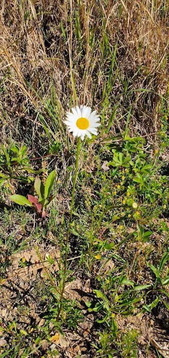 Lover's Leap Campground Picture 8