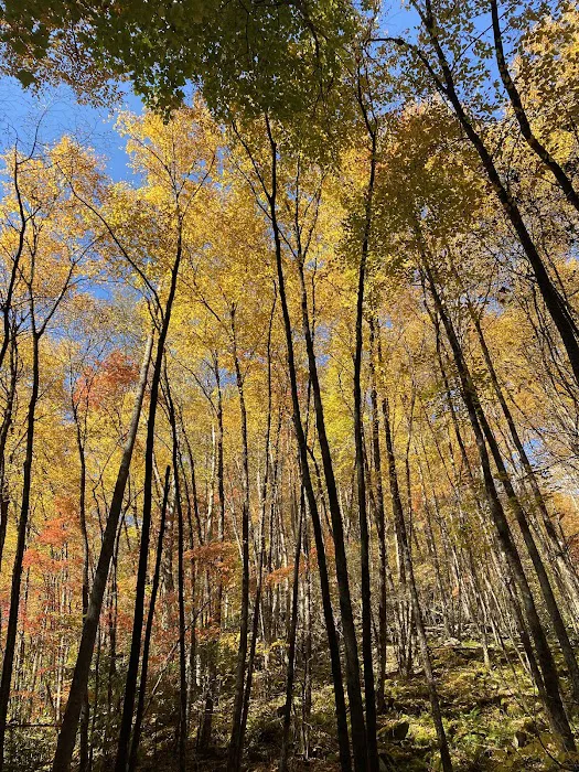 Primitive Campground Picture 4