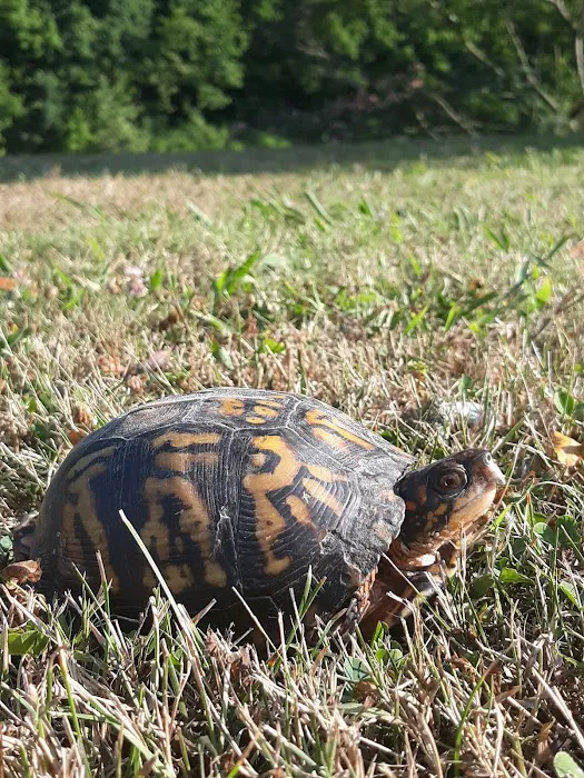 Squatchy Adventures RV Campground Picture 7