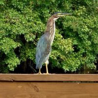 Midpoint I95 RV Park ico