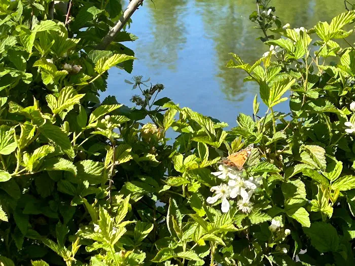 Midpoint I95 RV Park Picture 5