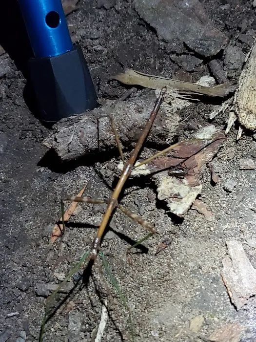 Island Lake-Canoe Campground Picture 5