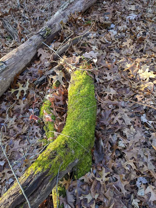 Highland State Recreation Area Group Camping Area Picture 4