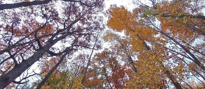 Pines Campground Picture 6