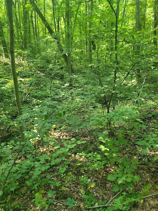 Green Lake Rustic Campground Picture 7