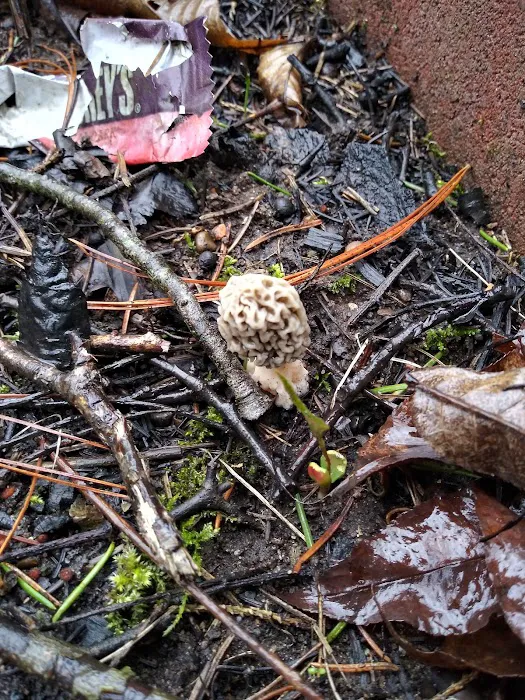 Six Lakes Campground Picture 6