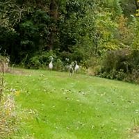 Southern Michigan Marble Springs Campground ico