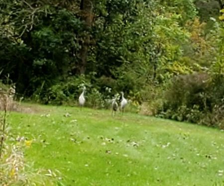 Southern Michigan Marble Springs Campground