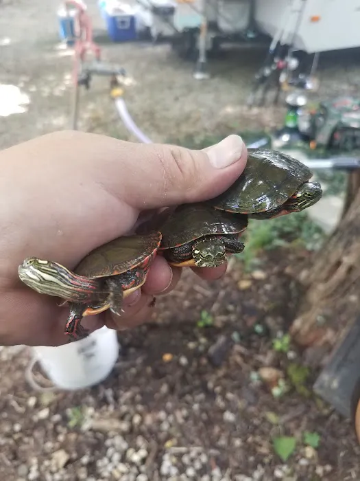 Wildcat Woods Campgrounds Picture 8