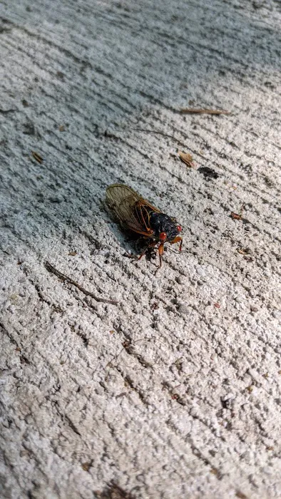 The Lake of the Woods Campground Picture 6