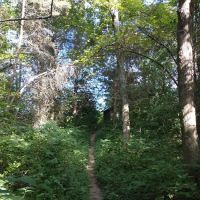 Cedar Ridge Backcountry Campsite ico