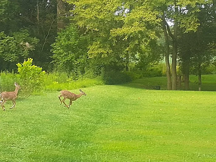 East Fork State Park Campgrounds Picture 6