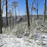 Woodland Parking Lot