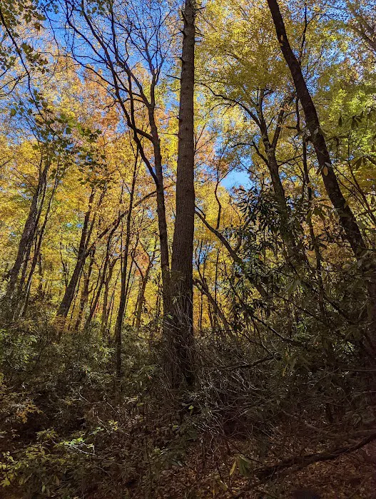 Linville Falls Campground RV Park & Cabins Picture 6