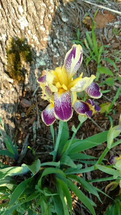 Shingle Hollow Congregational Holiness Camp Ground Picture 4