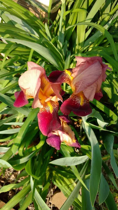 Shingle Hollow Congregational Holiness Camp Ground Picture 6