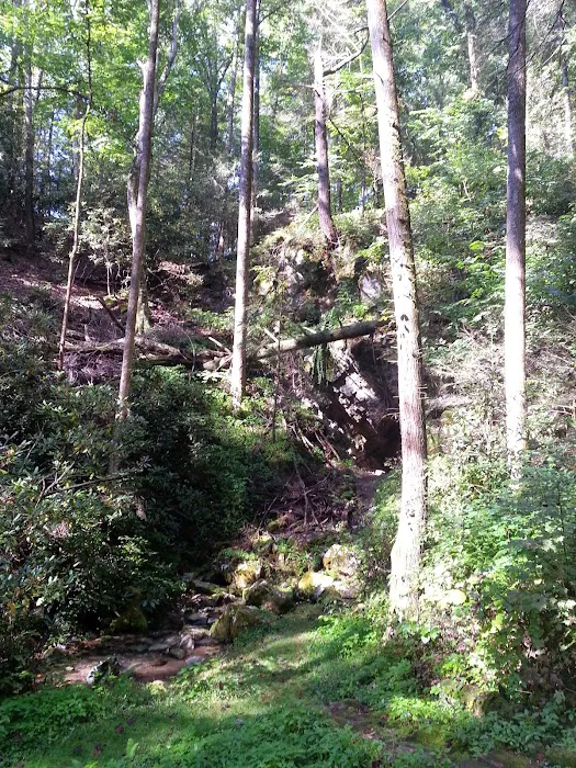 Cave Springs Campground Picture 3