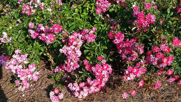 The Jackson Companies Picture 7