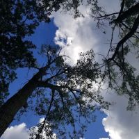 Vining Campground ico
