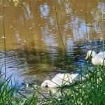 Robinhood of Sherwood Forest