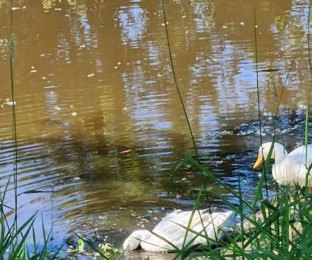 Robinhood of Sherwood Forest