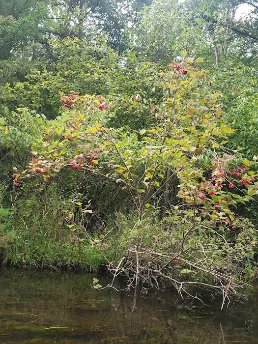 Twin Pine Campground & Canoe Picture 6