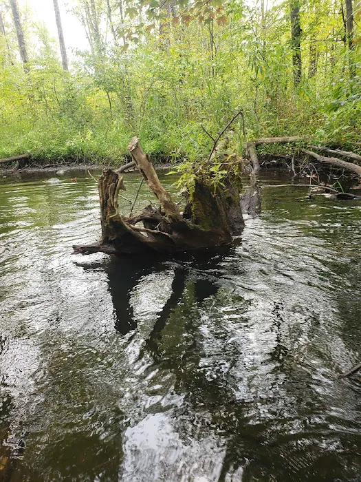 Twin Pine Campground & Canoe Picture 3