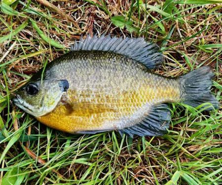 Woodland Oaks Campground